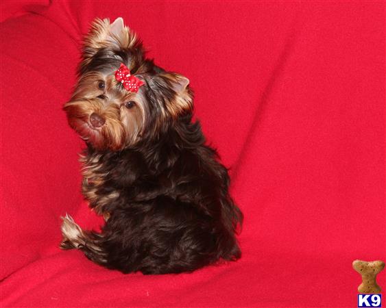 Yorkshire Terrier